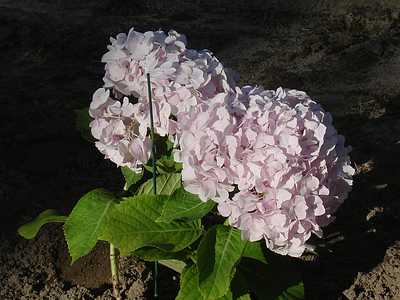 tn_more flowers 034