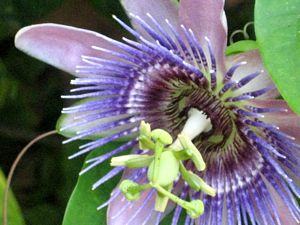 tn_Passion Flower #2