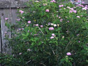 tn_Pink & yellow Lantana