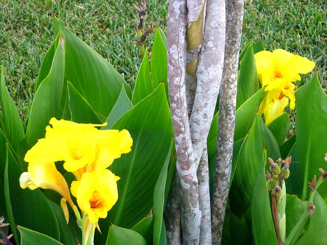 tn_Richard wallace Cannas