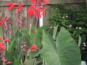 tn_Robert Kemp Cannas & Black Elephant Ear