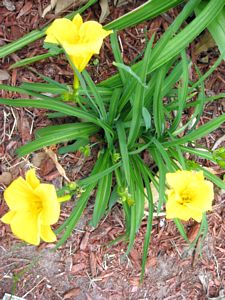 tn_Spring blooms 09 001