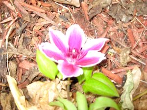 tn_Spring blooms 09 003