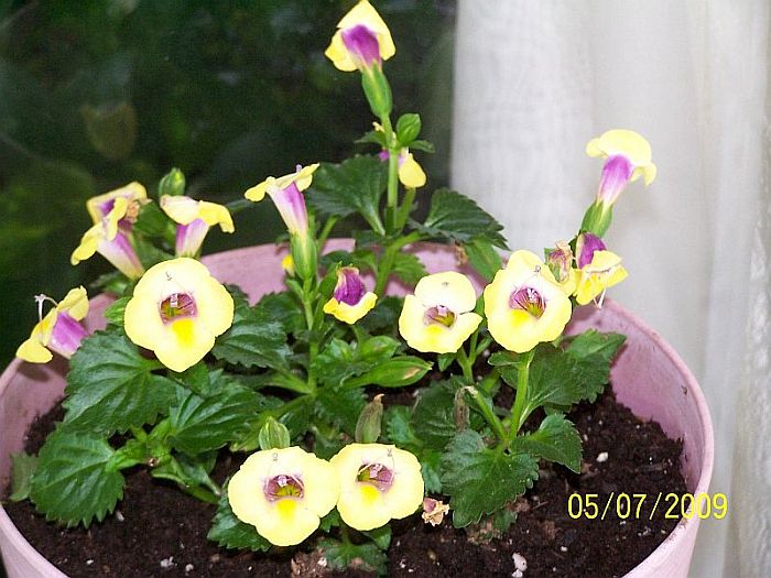 Torenio yll 1