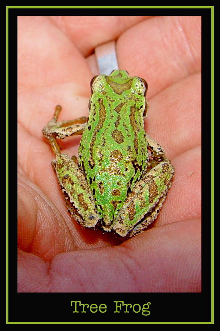 Tree Frog