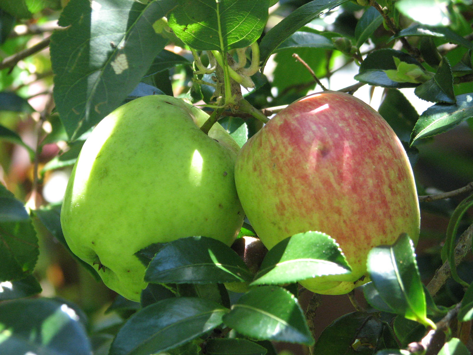 Tropical apples
