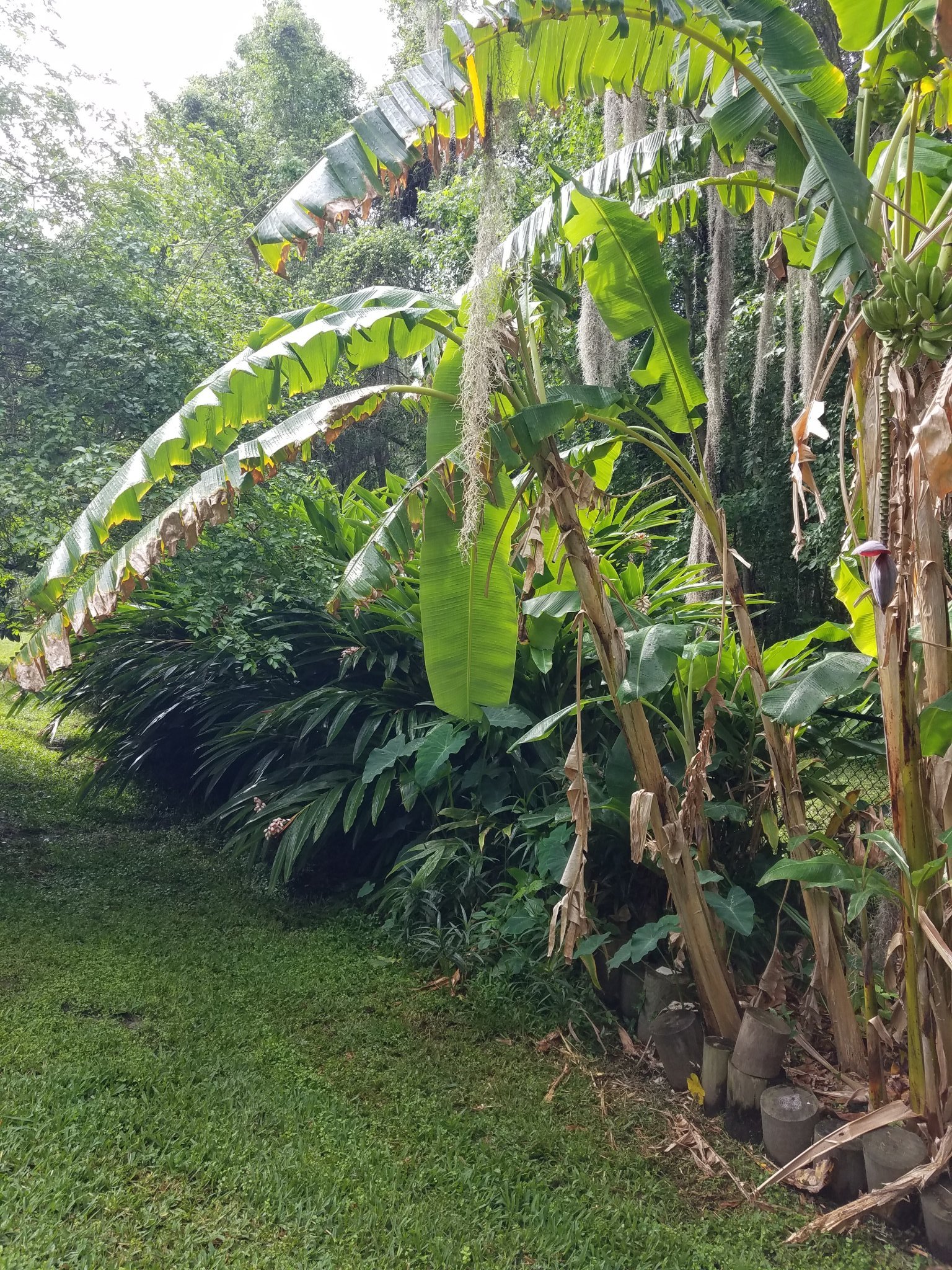 Tropical boarder