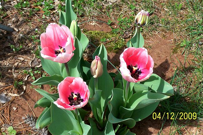 Tulip pk 1