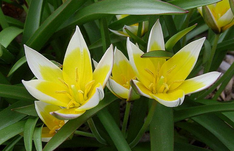 Tulip tarda