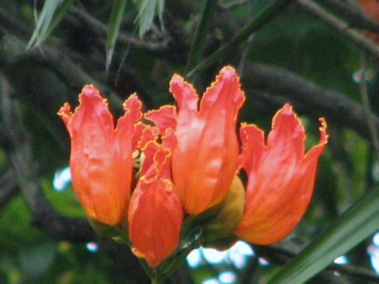 Tulip tree