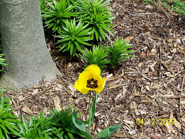Tulip yll