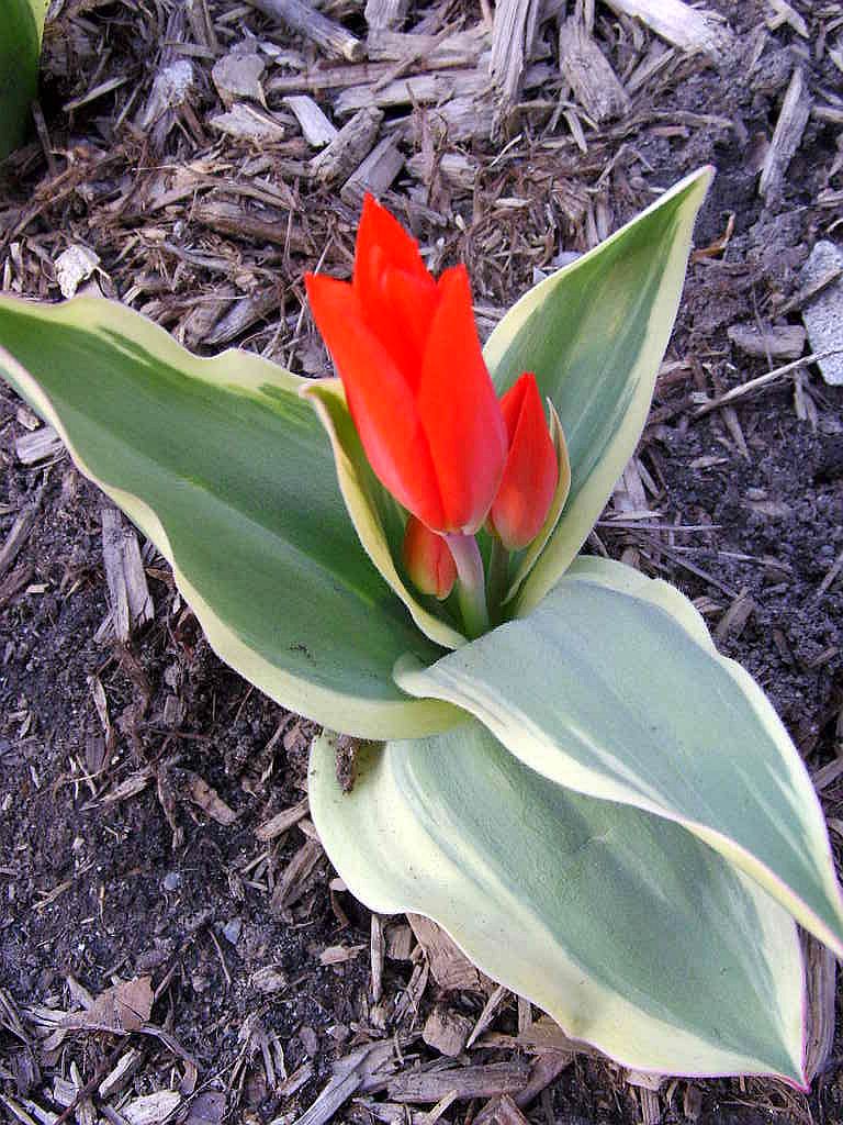 Tulip