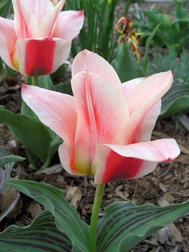 Tulip