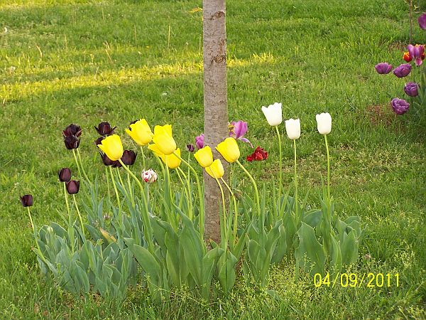 Tulips 1