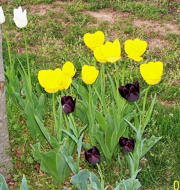 Tulips 3