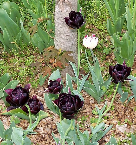 Tulips 4
