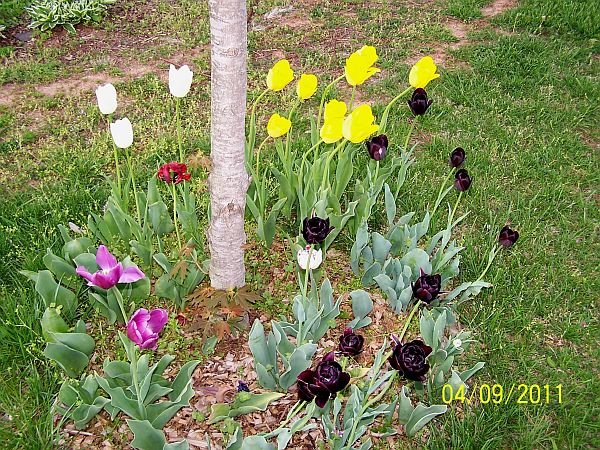 Tulips 6