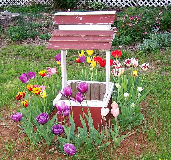 Tulips 7