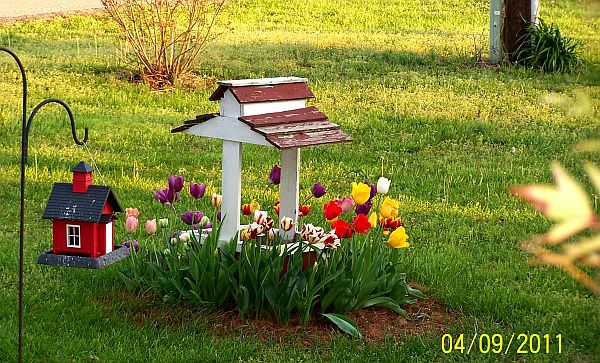 Tulips 8