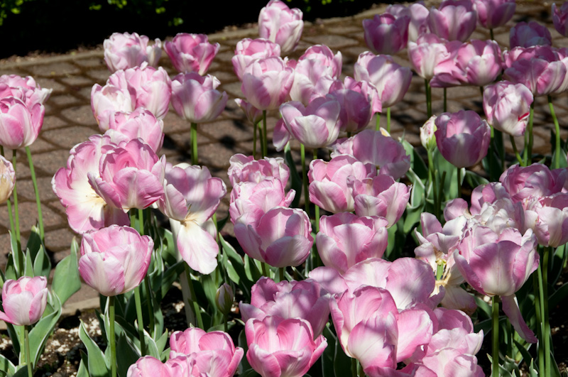 Tulips