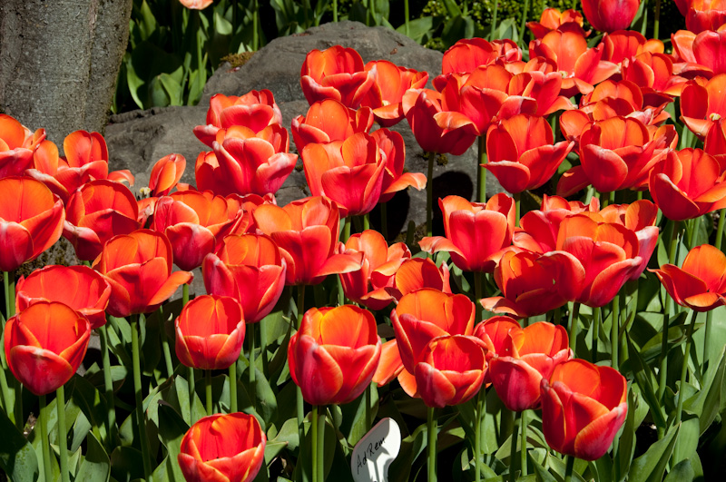 Tulips
