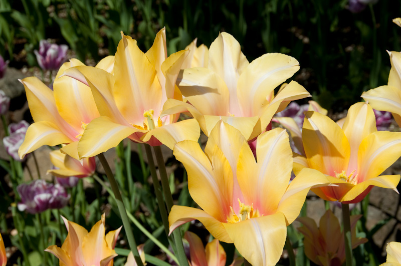 Tulips