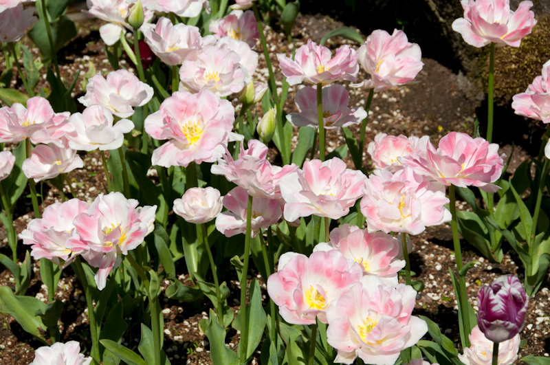 Tulips