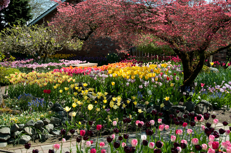 Tulips