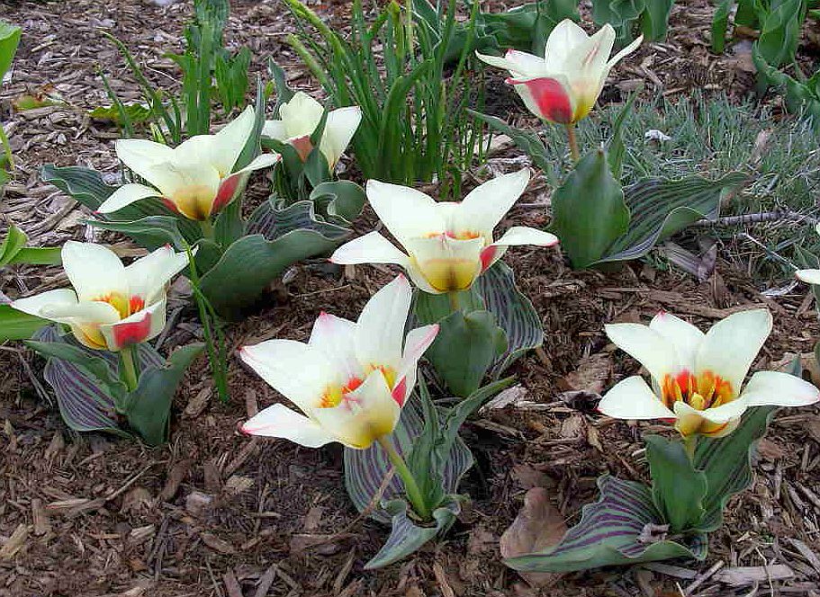 Tulips