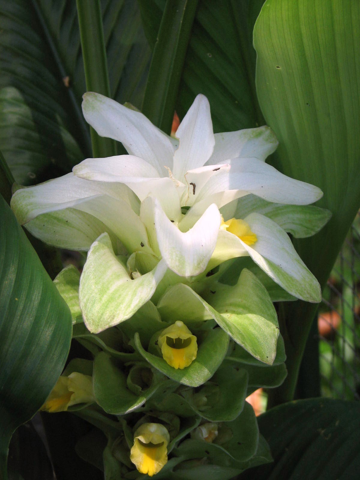 Turmeric Flower
