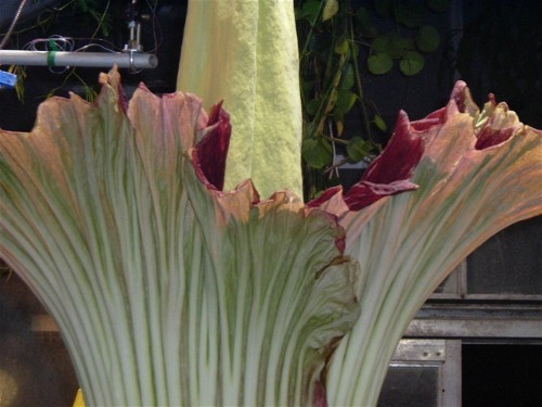 UC Davis-CorpseFlower 015