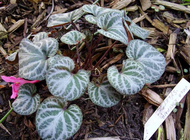 Viola koreana 'Syletta'