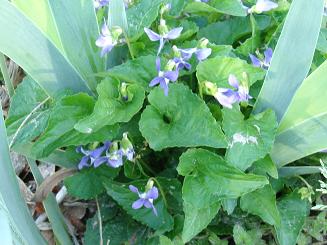 violet