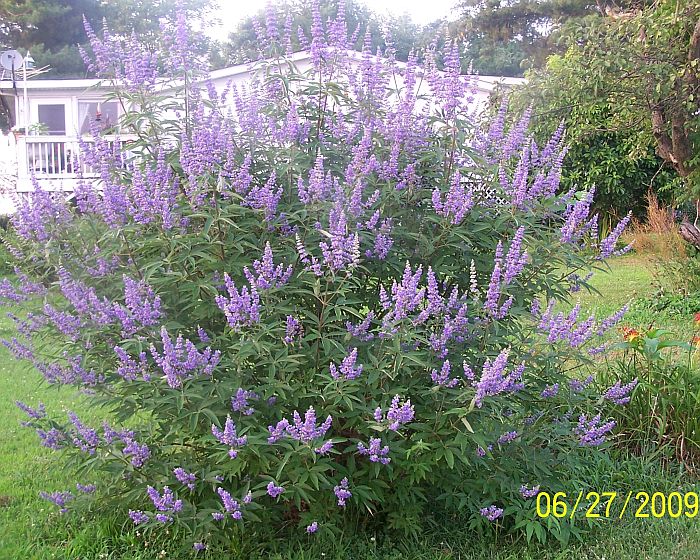Vitex bush 2