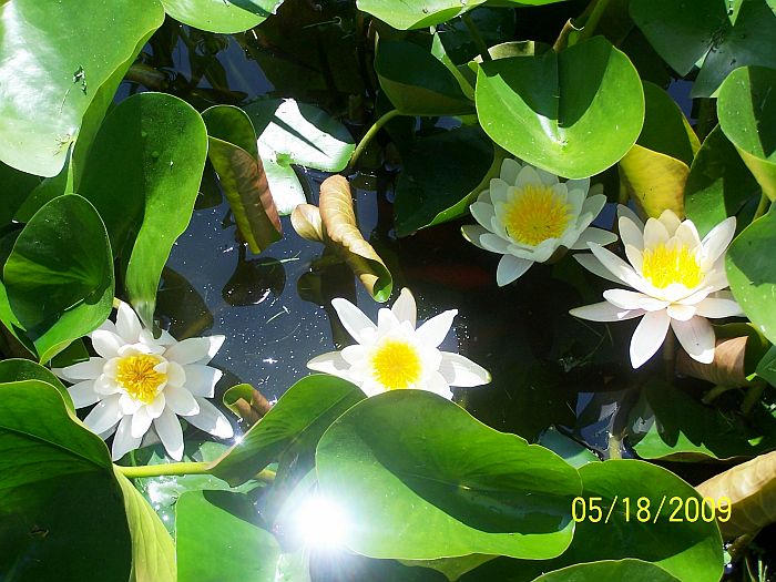 Water Lilies 1
