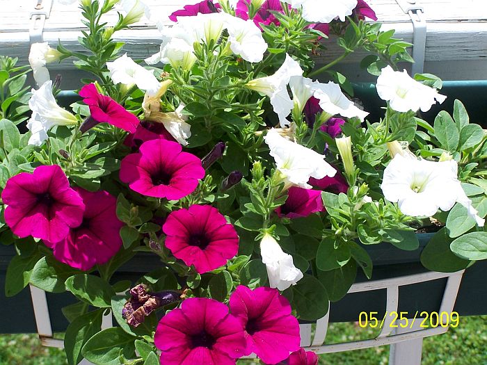 Wave Petunias 1