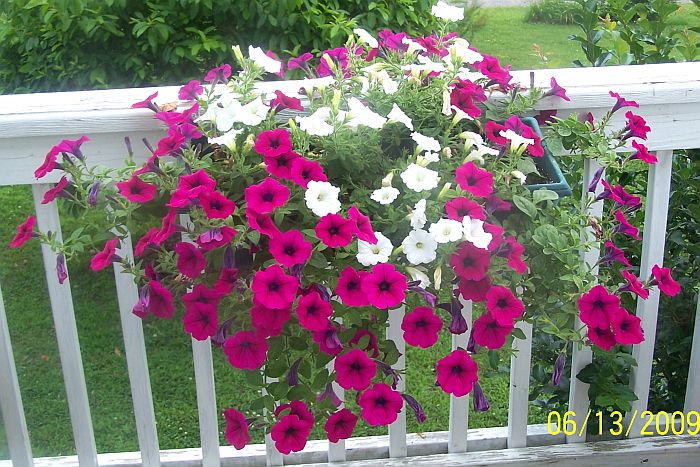 Wave petunias 5