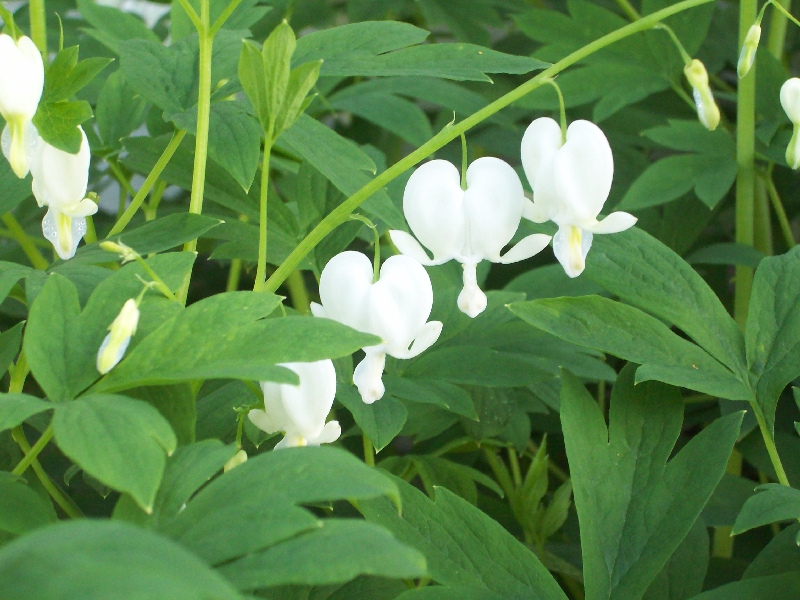 White Bleeding Heart