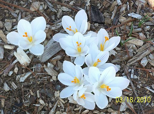 White Crocus 3