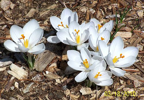 White Crocus 6