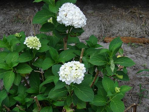 white hydrangia
