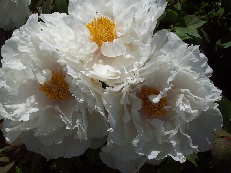 White Peony Tree
