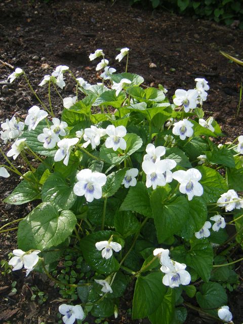 white violets