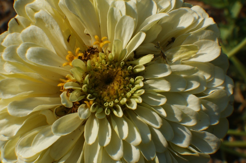 White_Zinnia