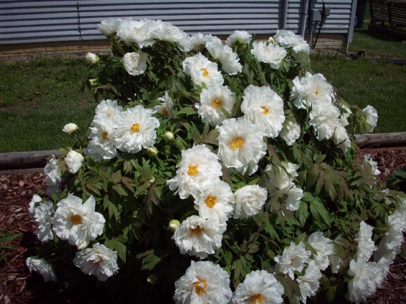 whitepeony
