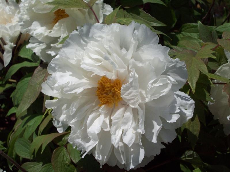 whitepeony1
