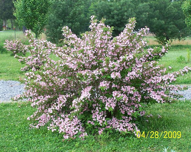 Wigelia bush 2