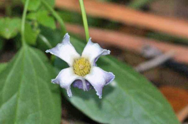Wild orchid view 1
