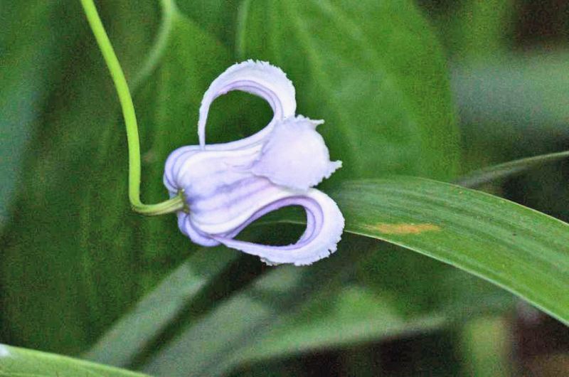 Wild orchid view 2