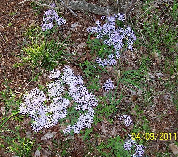 Wild Phlox 1